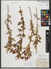 Foto von Salix triandra subsp. amygdalina (L.) Schübl. & G. Martens